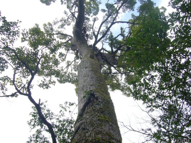 【分享】2008-02-16-雨過天晴的觀霧行