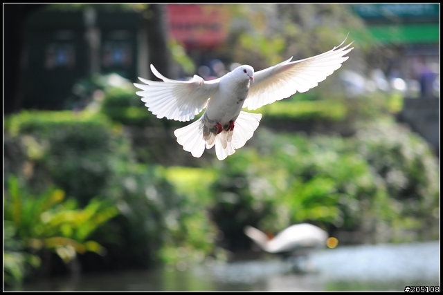 [Nikon D300開箱]~2/16更新追焦及風景照