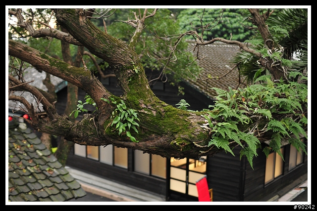 30mmF1.4的好朋友-D300