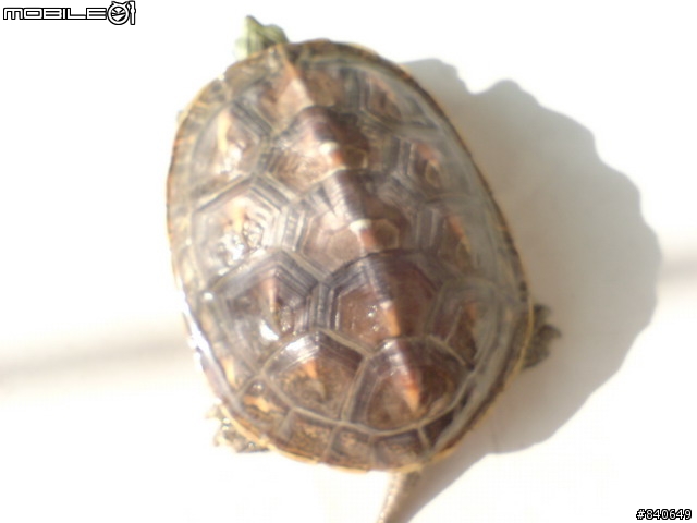 烏龜已經半個月不吃東西了...