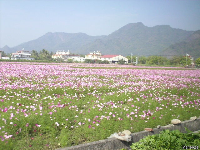美濃花海破百行
