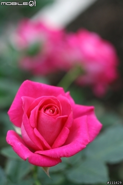 Canon 350D + Yashica ML 55mm/2.8 Macro @士林官邸