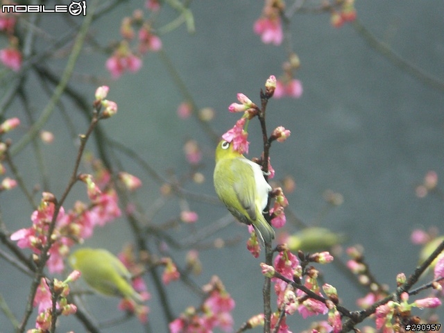 我家門前的櫻花與鳥...