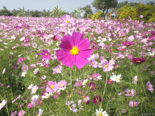 美濃花海破百行