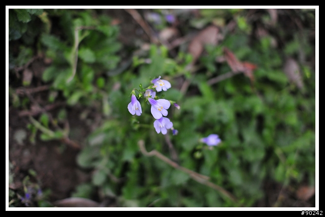 30mmF1.4的好朋友-D300