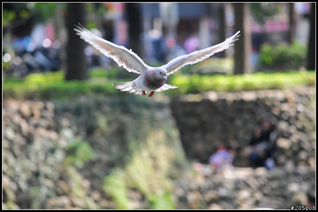 [Nikon D300開箱]~2/16更新追焦及風景照