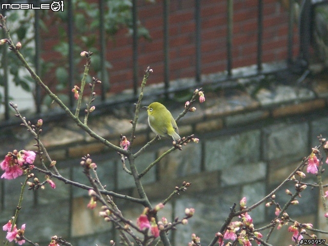 我家門前的櫻花與鳥...