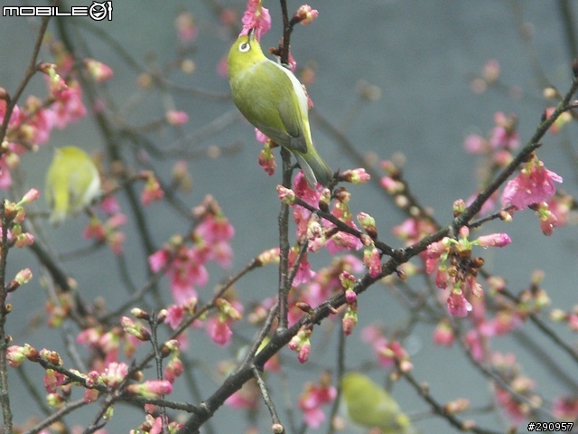 我家門前的櫻花與鳥...