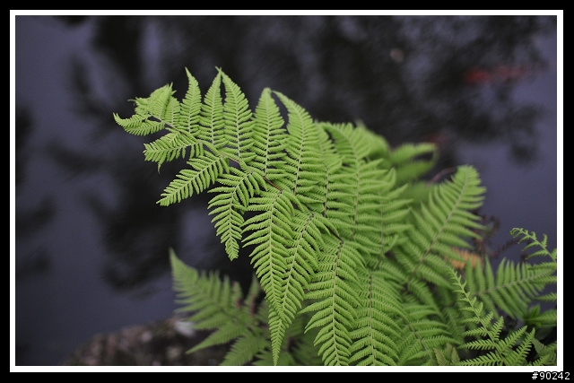 30mmF1.4的好朋友-D300