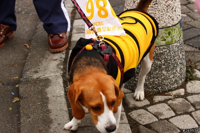 2008古都國際馬拉松