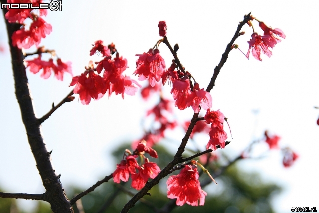 [分享] Sigma 18-50mm F2.8 EX DC MACRO