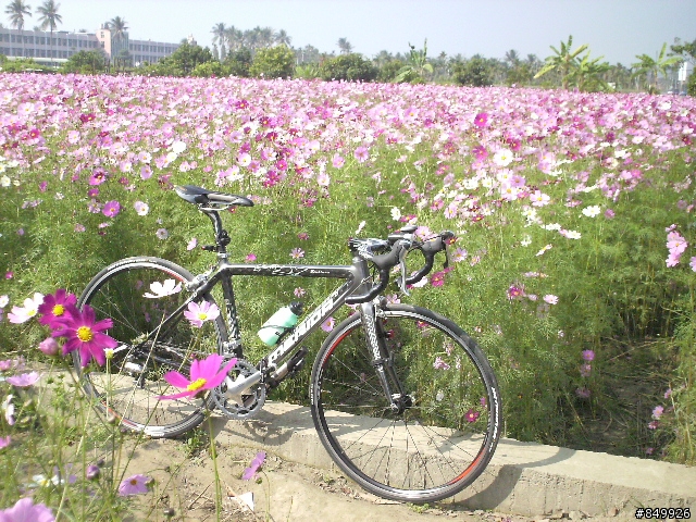 美濃花海破百行