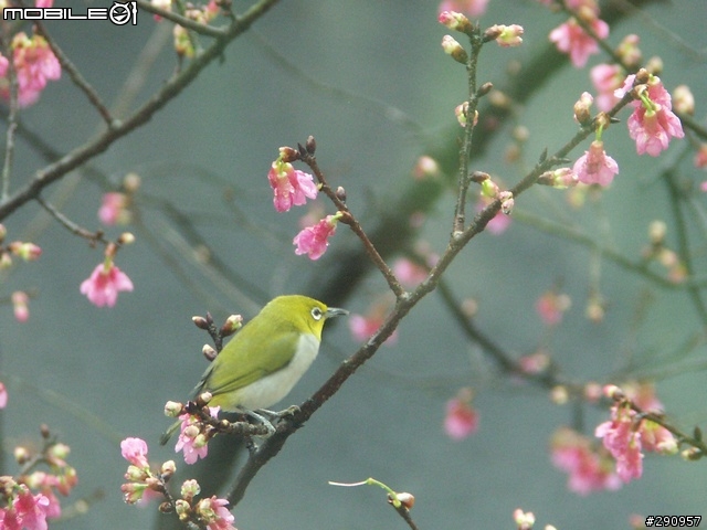 我家門前的櫻花與鳥...