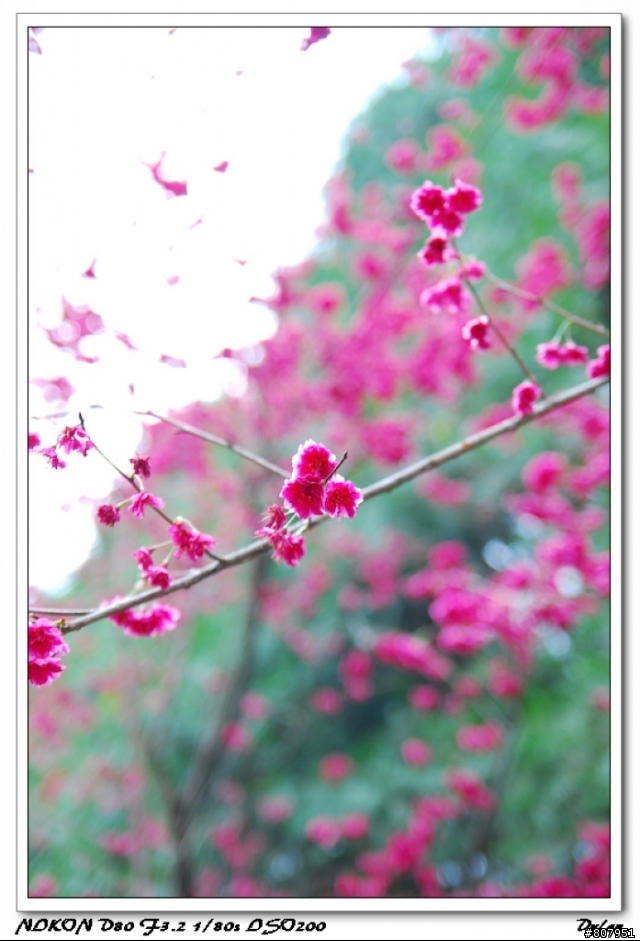 12/1號 下好離手.開...D80..新增九族夜櫻美美照...^^