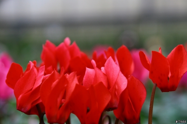 [開箱＆分享]SIGMA 17-70 mm F2.8-4.5 DC Vs canoon EFS 18-55mm F3.5-5.6
