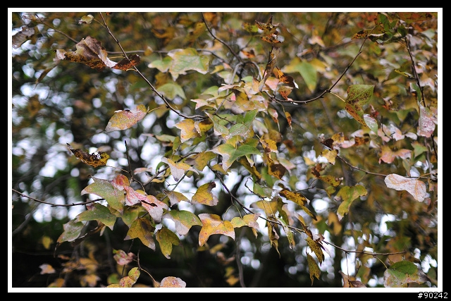 30mmF1.4的好朋友-D300