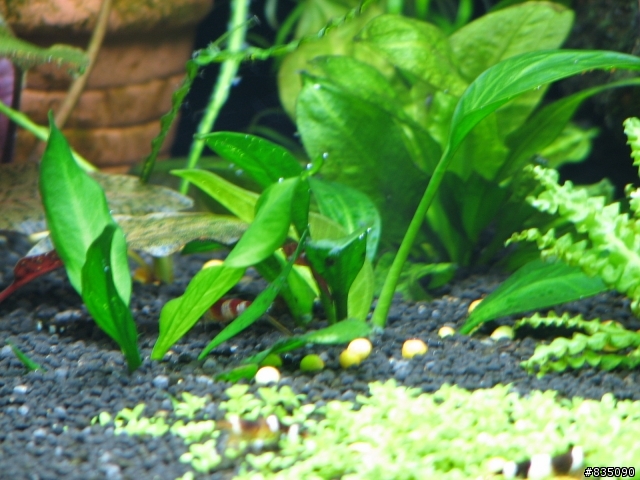 【分享】水草缸、水晶蝦和異型缸