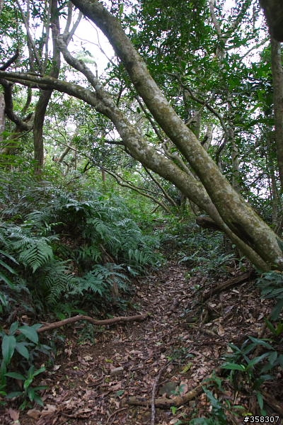 礁溪：小百岳～鵲子山（鴻子山）