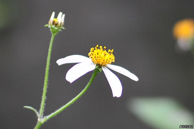 30mmF1.4的好朋友-D300