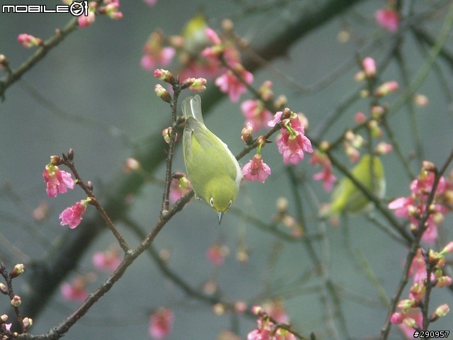我家門前的櫻花與鳥...