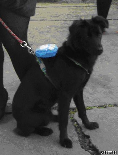 請嘉義區夥伴們協尋愛犬- Milkie,新港奉天宮走失中