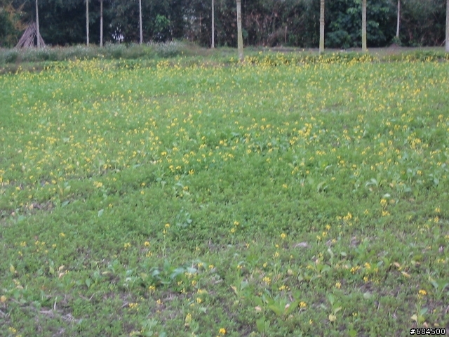 東遊記之關山自行車道與黑森林公園(圖多)