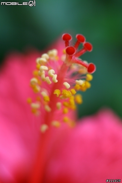 Canon 350D + Yashica ML 55mm/2.8 Macro @士林官邸