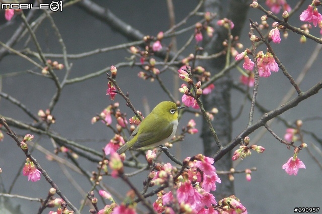 我家門前的櫻花與鳥...