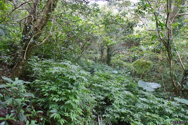 礁溪：小百岳～鵲子山（鴻子山）