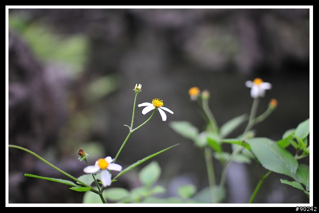 30mmF1.4的好朋友-D300