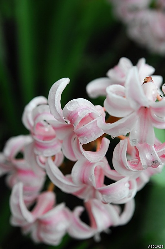 Mobile01第一開箱文: Nikon AF-S Micro 60mm f/2.8!!