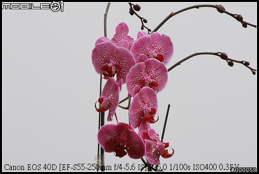 EF-S 55-250mm F4-5.6 IS 新手實測分享