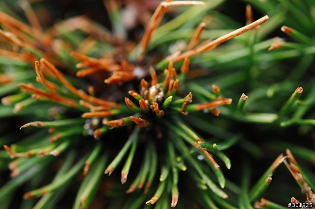 Mobile01第一開箱文: Nikon AF-S Micro 60mm f/2.8!!