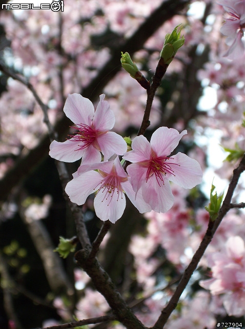2008陽明山花季 By V1253