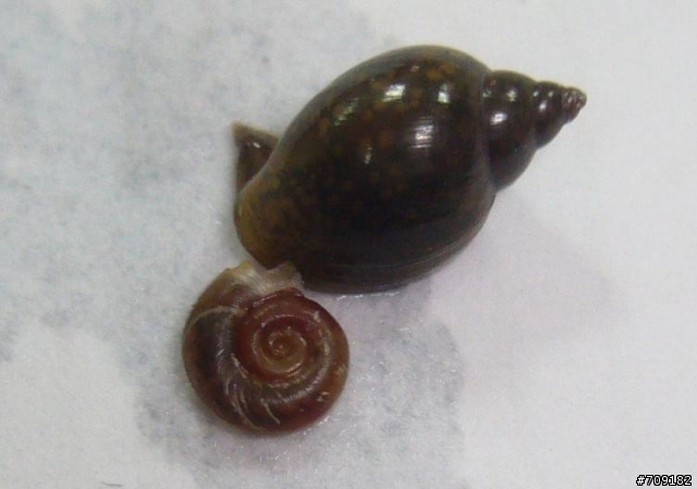 [請益]家中水族箱突然爆增的螺