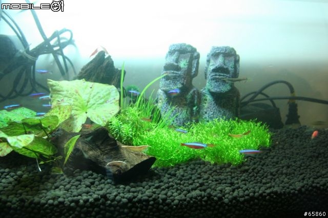 分享我的魚缸裡的新玩意