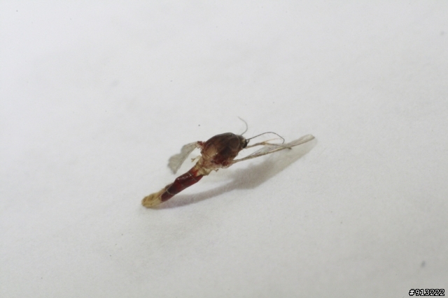 吃飽飽的蚊子