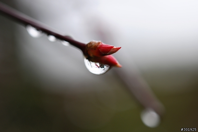 Mobile01第一開箱文: Nikon AF-S Micro 60mm f/2.8!!