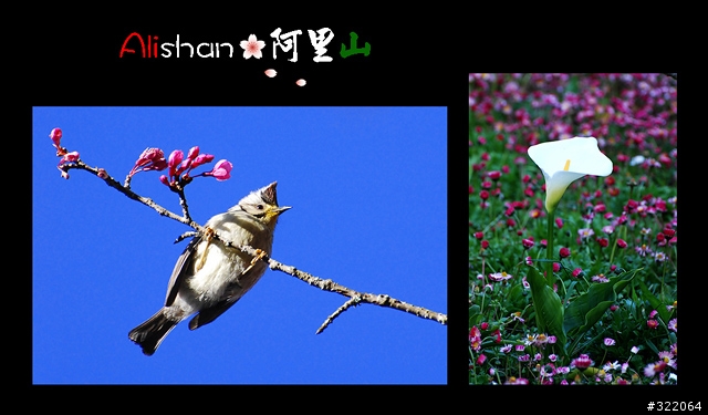 2008 Alishan‧阿里山