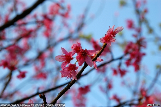 D40 + TAMRON A16N 大光圈變焦初體驗