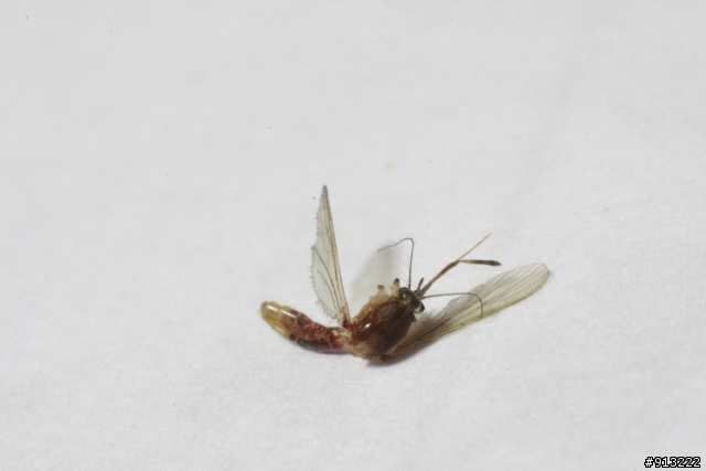 吃飽飽的蚊子