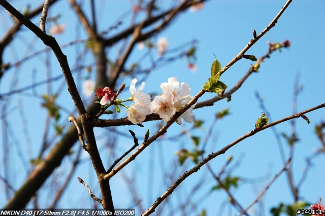 D40 + TAMRON A16N 大光圈變焦初體驗