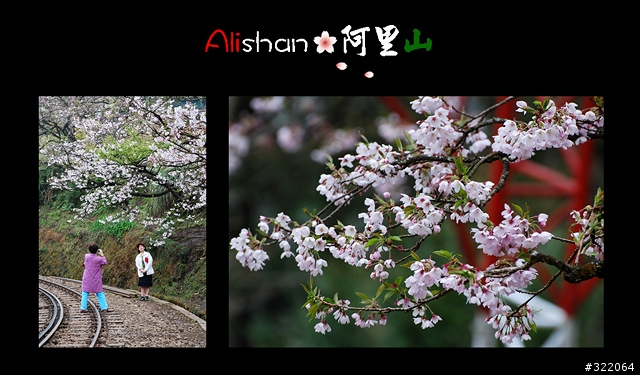 2008 Alishan‧阿里山