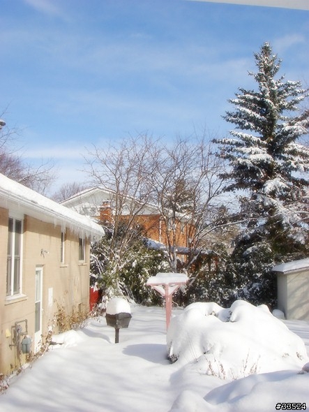 多倫多的大雪