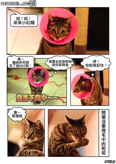 【分享】自製貓咪漫畫～～乒乒第一次戴伊麗莎白頭套的小故事