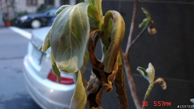 不知有沒植物達人,救救我的白水木(有圖)