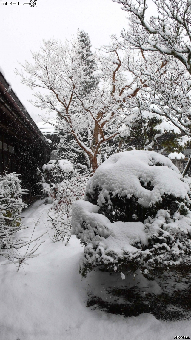 老廟,大樹,雪景,高野山(圖多,新增10張圖,總圖數30張)