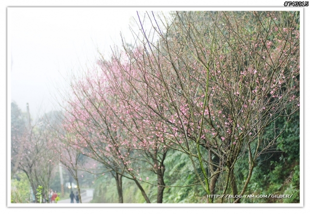 三芝賞櫻路線之旅