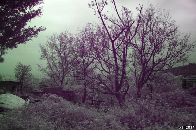 對紅外線攝影有障礙的超新手…請教白平衡…