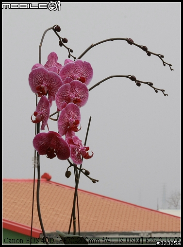 EF-S 55-250mm F4-5.6 IS 新手實測分享